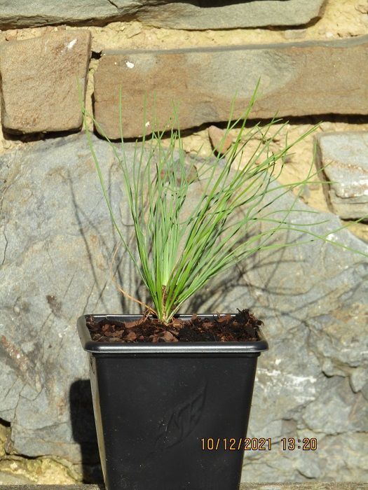 Pinus montezumae  P7 seedling, 2026 batch, now sprouted, please use the contact us form(photo is of a more mature example)