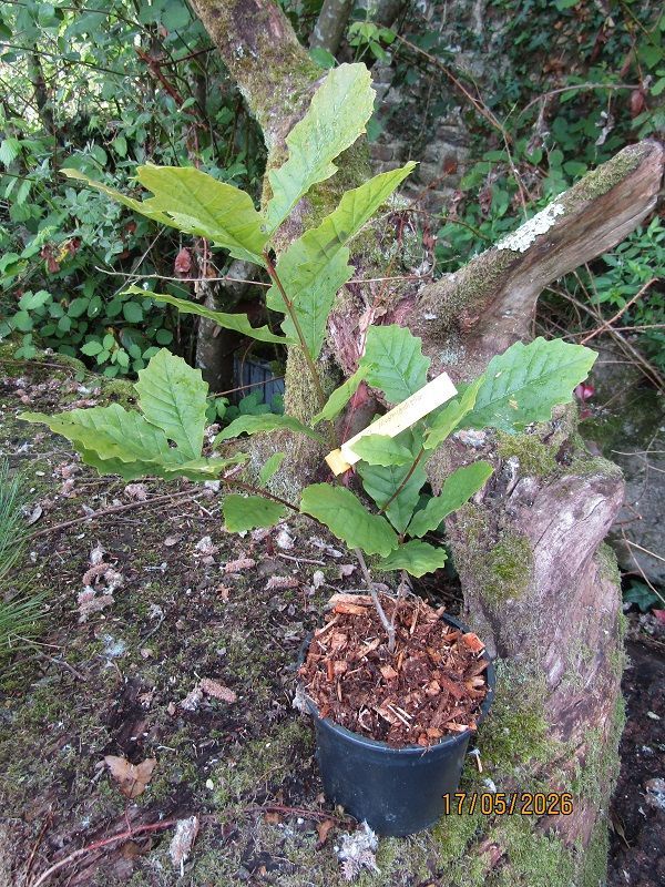 Quercus muehlenbergii, Chinkapin oak 2L 40-60cm