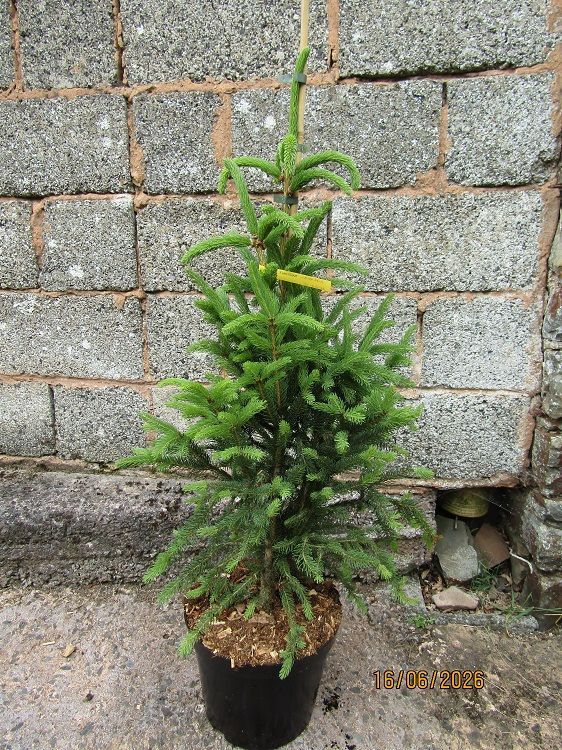 Picea abies cupressina 10L 90-100cm
