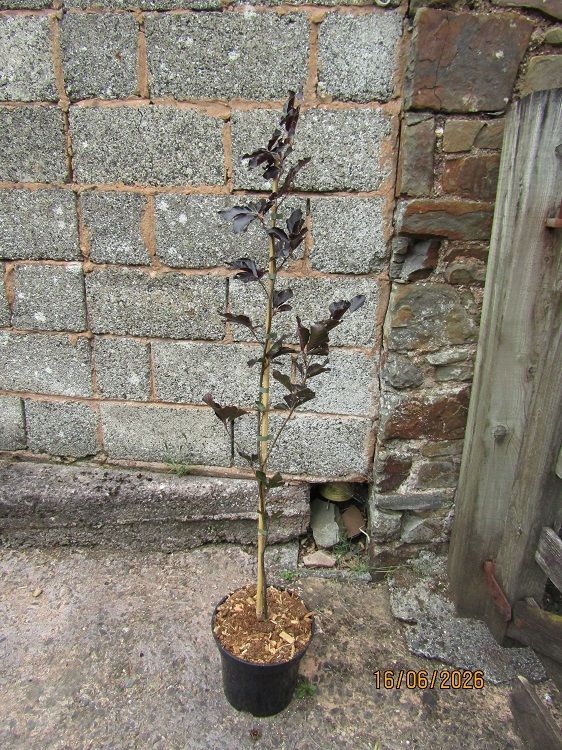 Fagus sylvatica Dawyck purple 7.5L 125-135cm Fagus sylvatica Dawyck purple 7.5L 125-135cm