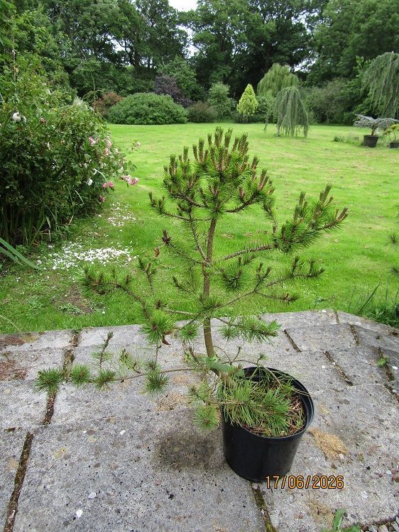 Pinus densiflora low glow 7.5L 75-85x655cm Pinus densiflora low glow 7.5L 75-85x655cm