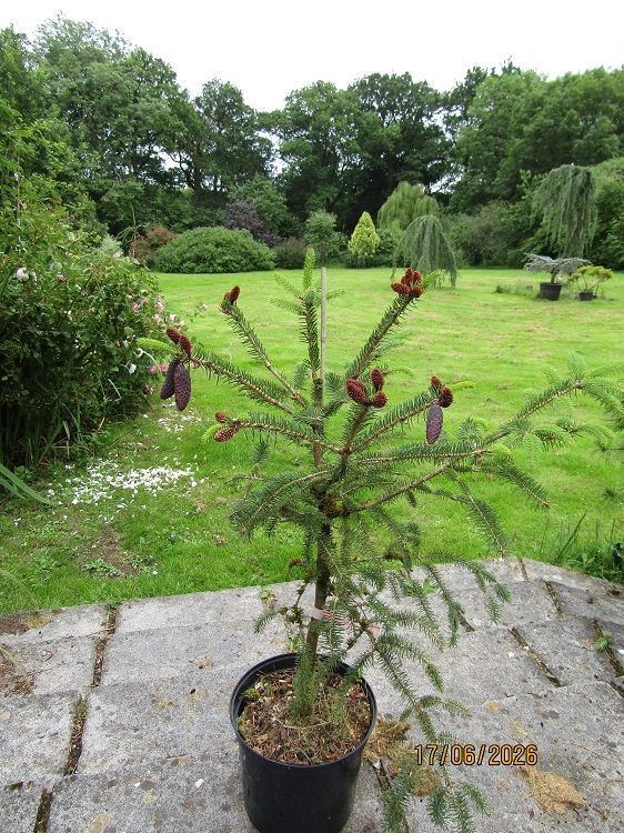 Picea likiangensis, Lijang Spruce, 7.5L 80-90cm
