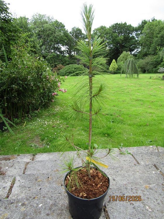 Pinus holfordiana (~ayacahuite x wallichiana) 5L 80-90cm Pinus holfordiana (~ayacahuite x wallichiana) 5L 80-90cm