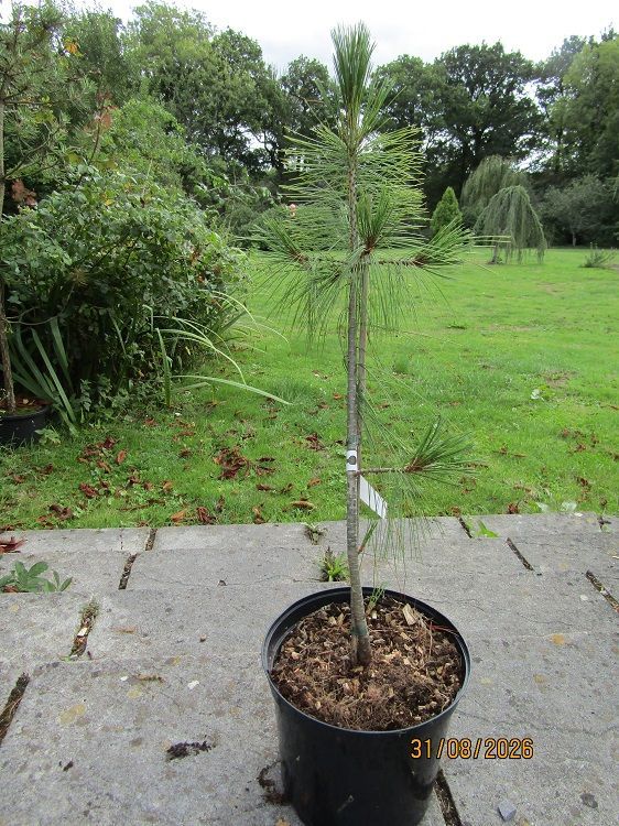 Pinus holfordiana (~ayacahuite x wallichiana) 7.5L 80-90cm EXACT ITEM OFFER Pinus holfordiana (~ayacahuite x wallichiana) 7.5L 80-90cm EXACT ITEM OFFER
