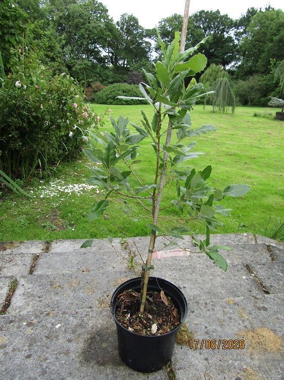 Quercus hispanica lucombeana, 5L 75-85cm