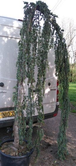 Cedrus libani glauca pendula, weeping blue cedar of Lebanon 100-110cm UNDER REVIEW
