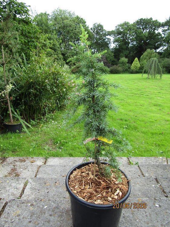 Tsuga mertensiana glauca, blue mountain hemlock 20L 80-100cm