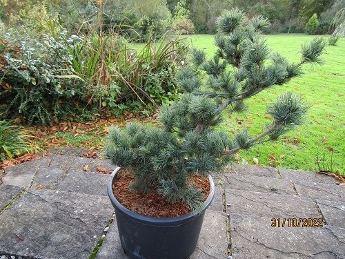 Pinus parviflora fuku-zu-mi 7.5L 50-60cm