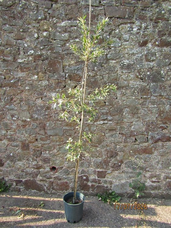 Quercus cerris argenteovariegata 20L 220-240cm, @12 years old, EXACT ITEM OFFER