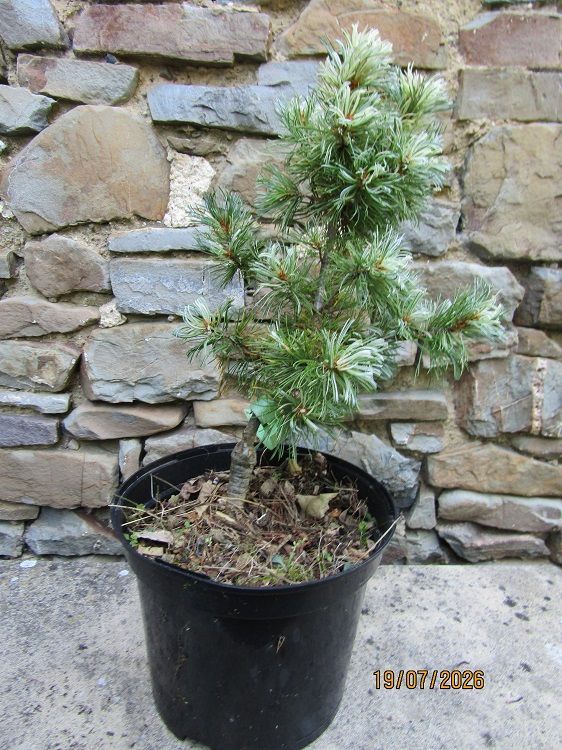 Pinus parviflora tanima no yuki 5L 39-45x250cm for GF