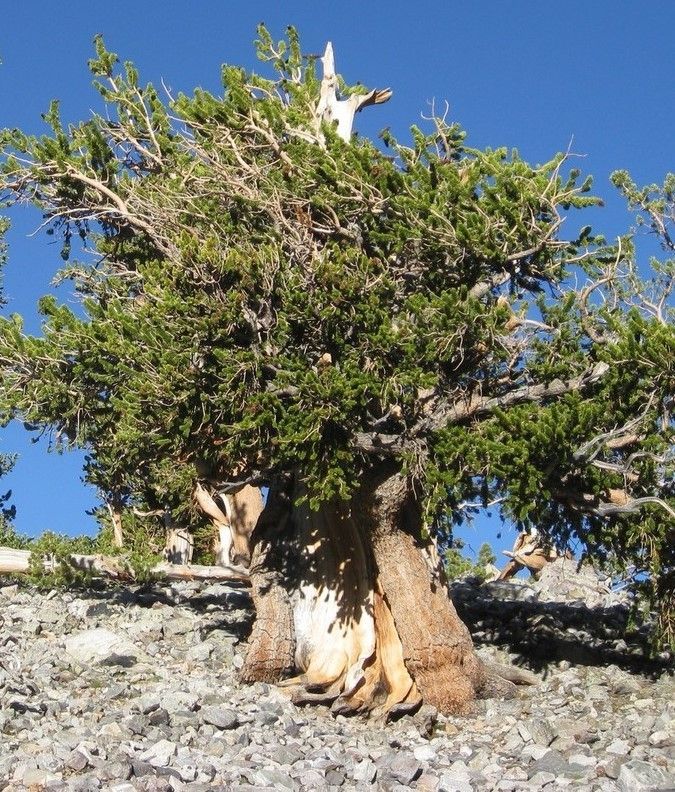 Pinus longaeva, Great Basin bristlecone pine 1.4L rose pot 4-6cm X2no. 1st yr seedling Pinus longaeva, Great Basin bristlecone pine 1.4L rose pot 4-6cm X2no. 1st yr seedling