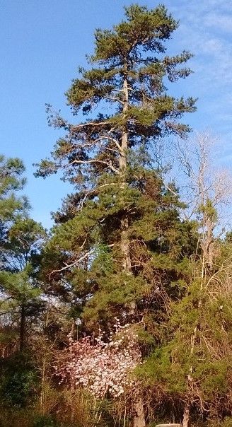 Pinus glabra, spruce pine, 1st yr seedling X2no. 5-10cm Pinus glabra, spruce pine, 1st yr seedling X2no. 5-10cm