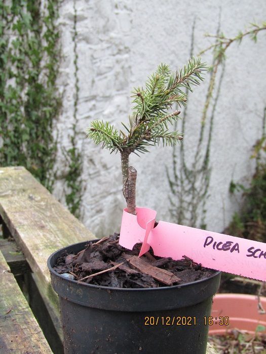 Picea Schrenkiana, 30-40cm Picea Schrenkiana, 30-40cm