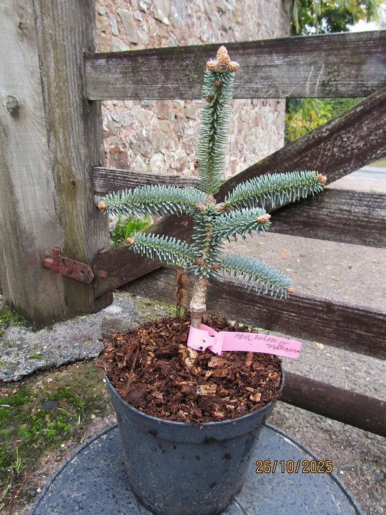 Abies pinsapo var' tazaotana 15-20cm