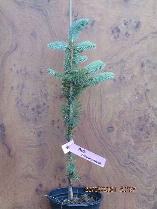 Picea chihuahauna (not picea martinezii) 25-35cm Picea chihuahauna (not picea martinezii) 25-35cm