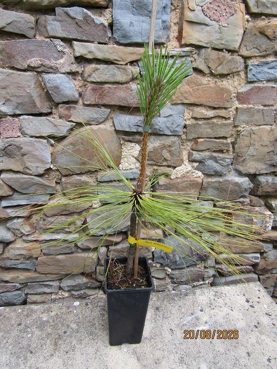 Pinus engelmannii, from seed 2L rose pot 50-60cm SPECIAL OFFER