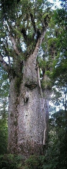 Agathis australis, Kauri, 1.4L 4-6cm seedling FOR COLLECTION ONLY