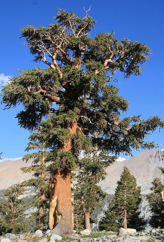 Pinus balfouriana, the foxtaIl pine 0-5cm Pinus balfouriana, the foxtaIl pine 0-5cm