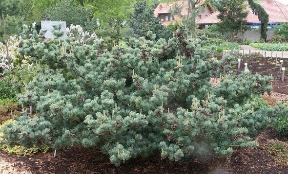 Pinus parviflora pentaphylla glauca 15L 67-70x105cm