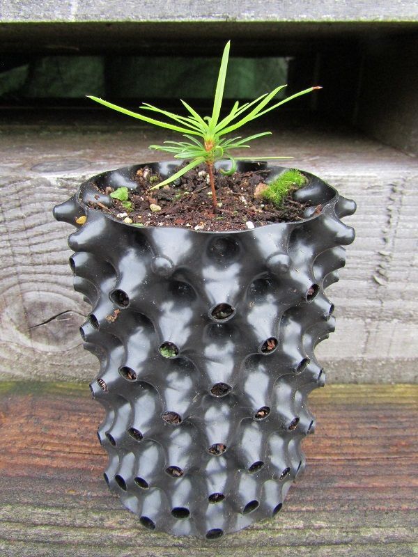 Cathaya argyrophylla 1.5L 3-5x5cm IN STOCK NOW despite showing sold out, Oct 26, please use contact us form