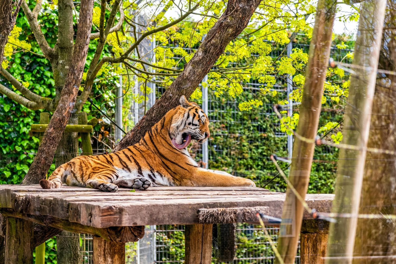 Excursão ao Zoológico de São Paulo Saindo de Ribeirão Preto - SP