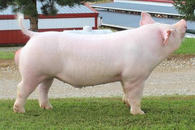 Swine