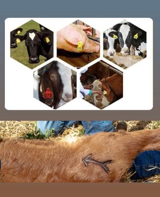 Livestock Identification