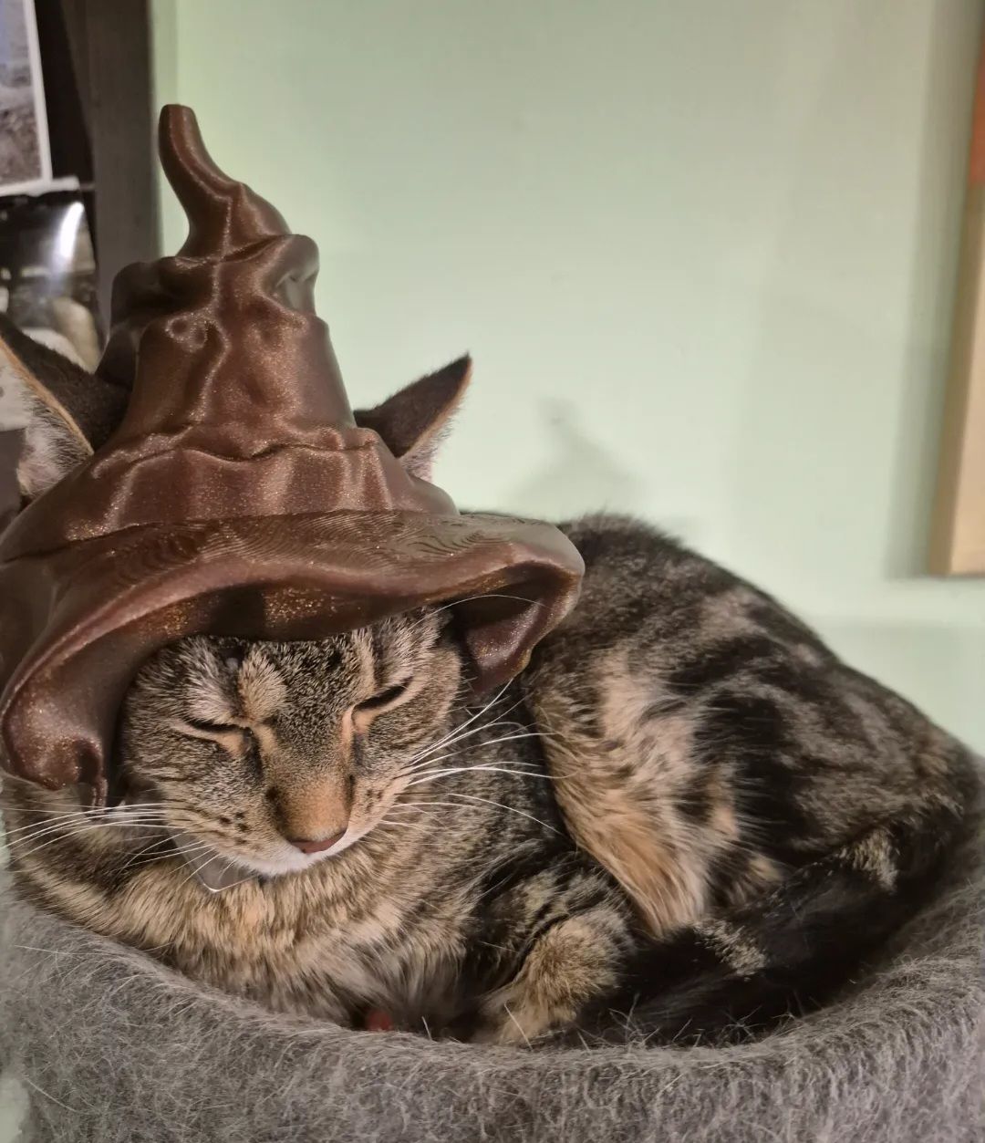 CASQUE HUMORISTIQUE POUR CHAT