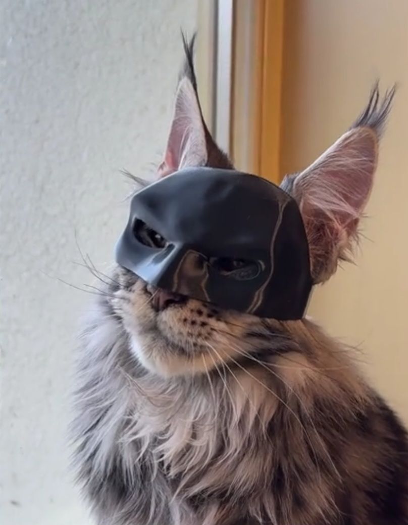 CASQUE HUMORISTIQUE POUR CHAT