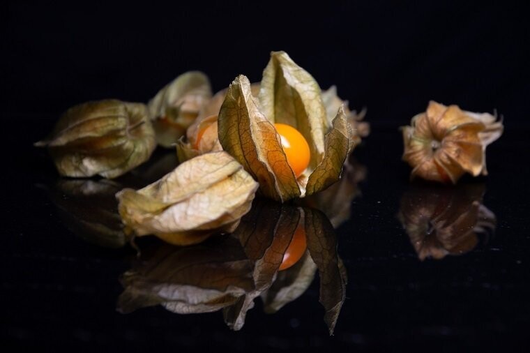 Physalis 01