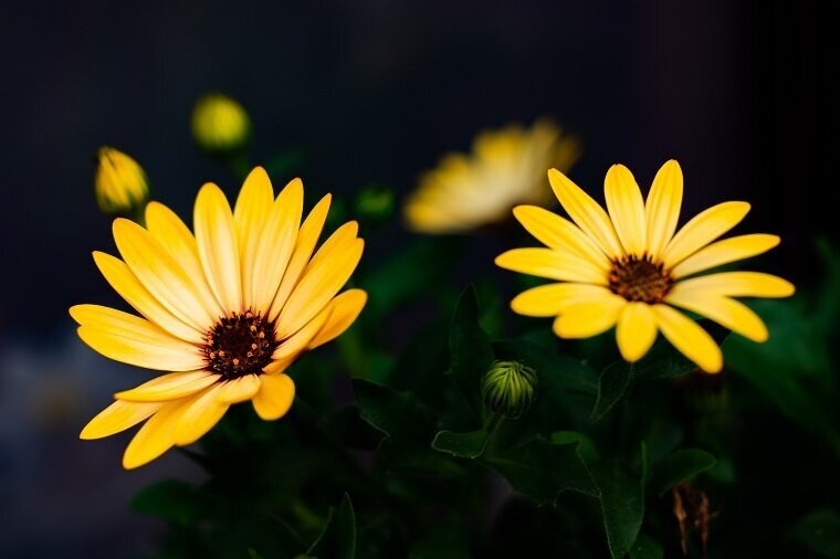 Blume 02