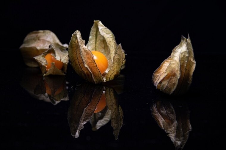 Physalis 02