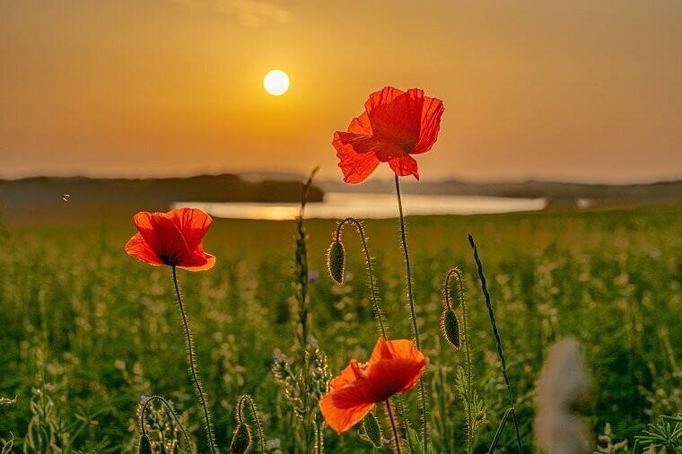Sonnenuntergang im Mohnblumenfeld | Limitierte Fotoprodukte Sonnenuntergang im Mohnblumenfeld | Limitierte Fotoprodukte