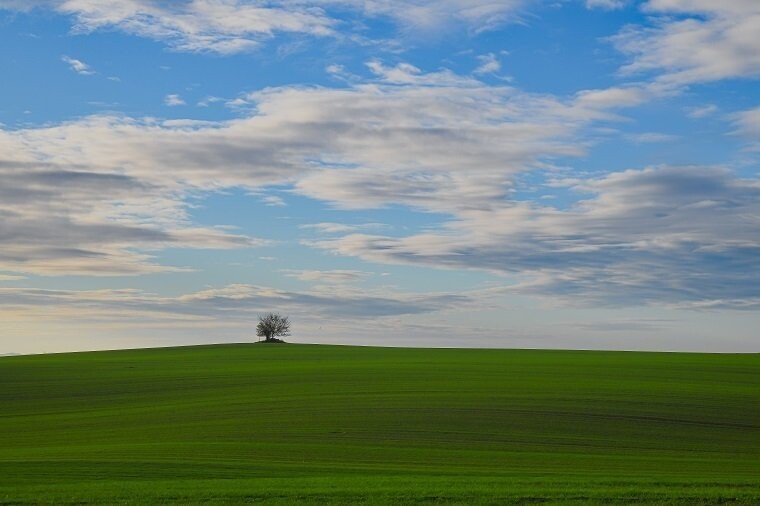 Morgenstimmung mit Baum