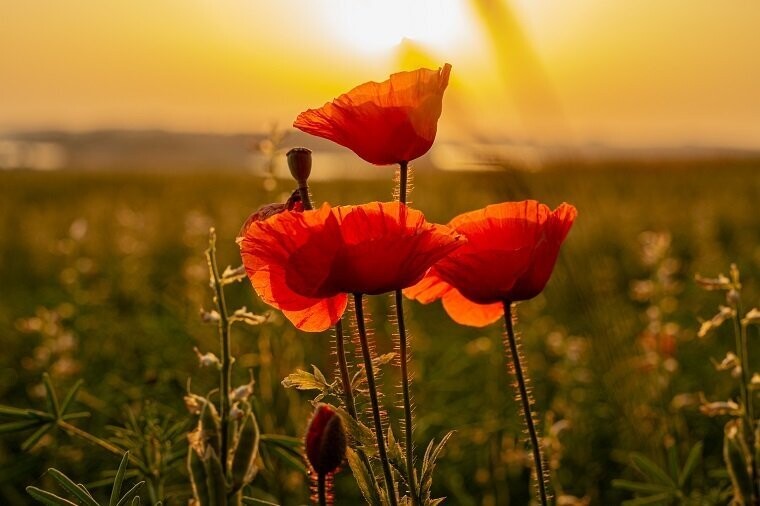 Mohnblumen im Abendlicht