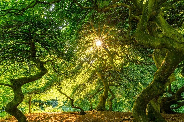 Hexenwald