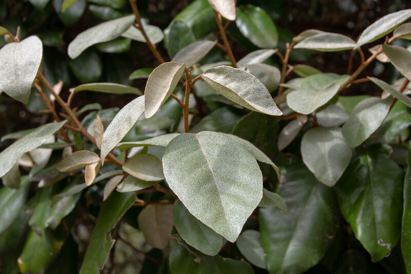 Elaeagnus Ebbingei 2.5L
