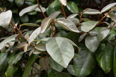 Elaeagnus Ebbingei 6L