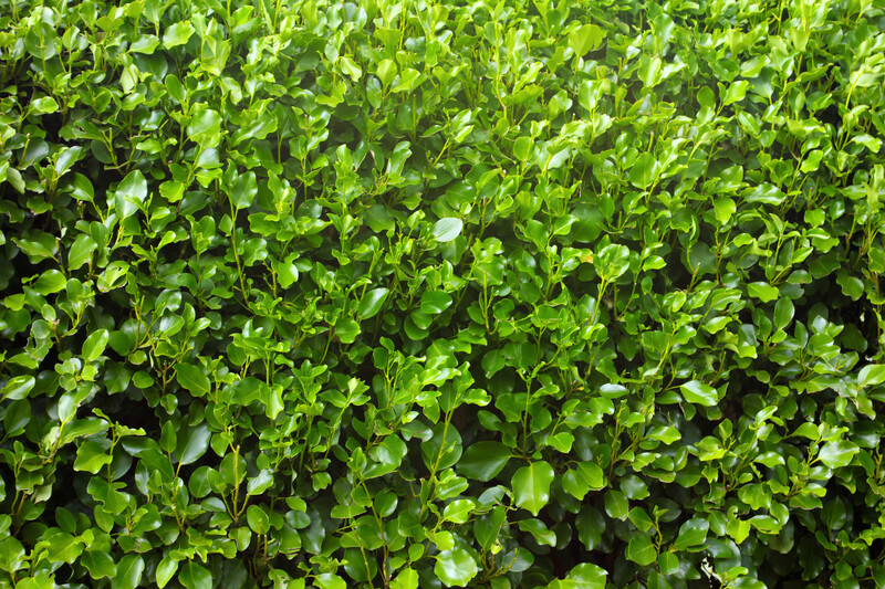 Griselinia Littoralis 'Broadway Mint' 2.5L