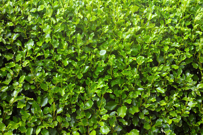 Griselinia Littoralis 'Broadway Mint' 2.5L