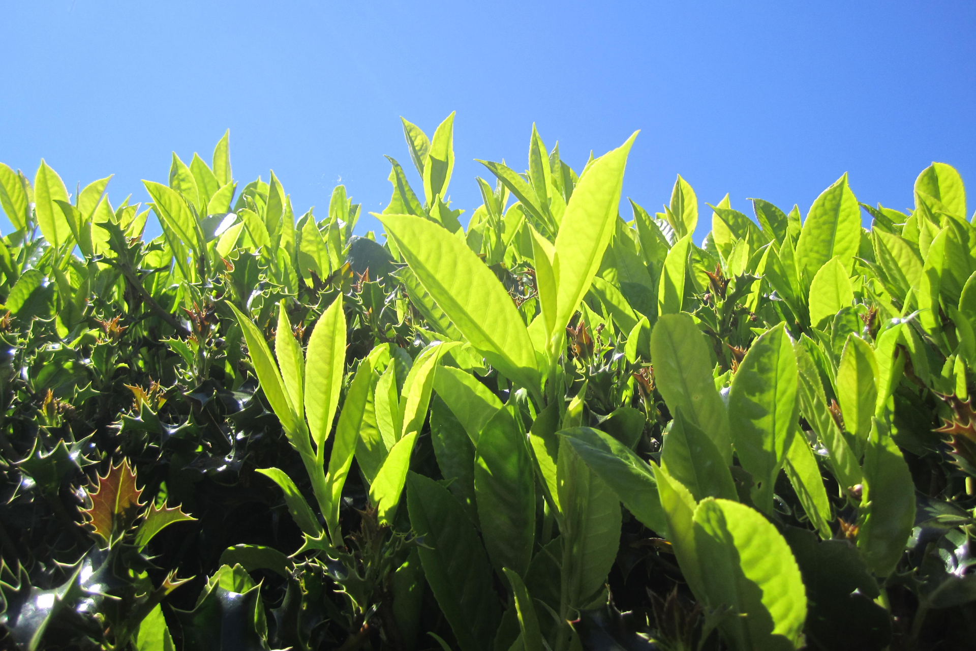 Prunus Lusitanica  2.5L
