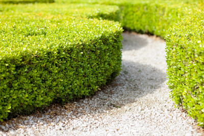 Griselinia Littoralis 2.5L