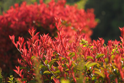 Photinia Red Robin  0.9L