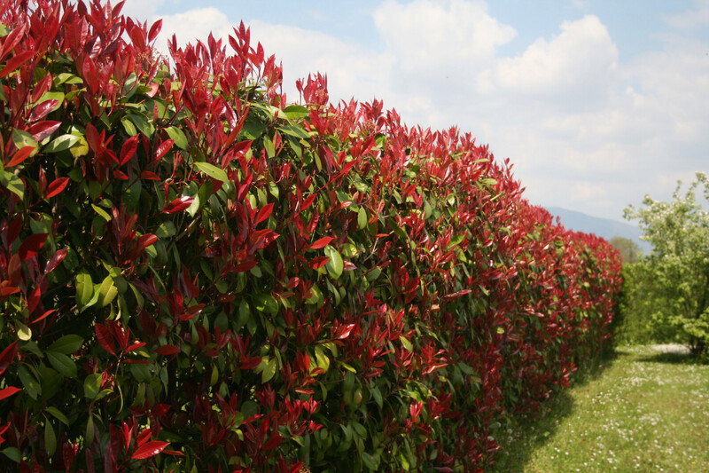 Photinia Red Robin  2.5L