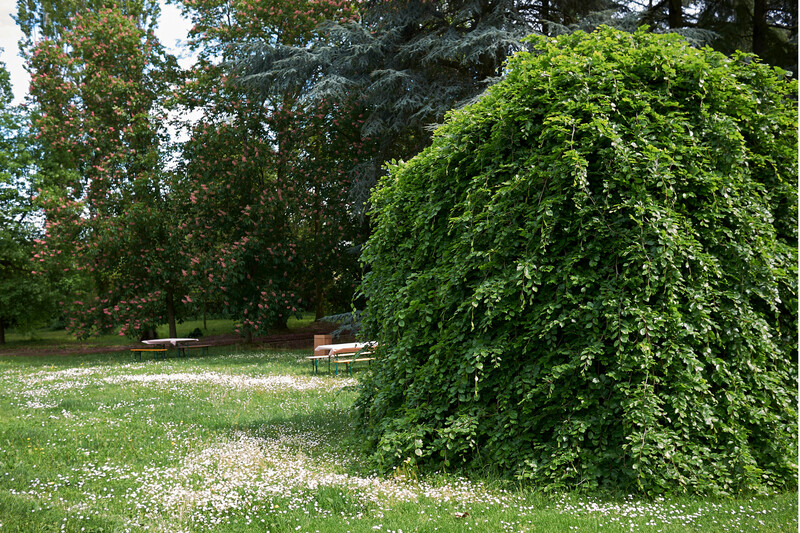 Fagus Sylvatica (English Beech) 6L