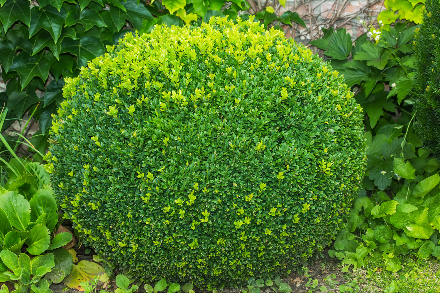 Buxus Sempervirens  (Box Hedge) 0.9L