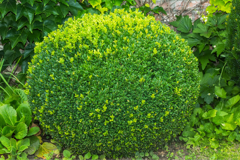 Buxus Sempervirens  (Box Hedge) 0.9L