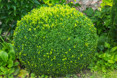 Buxus Sempervirens  (Box Hedge) 0.9L