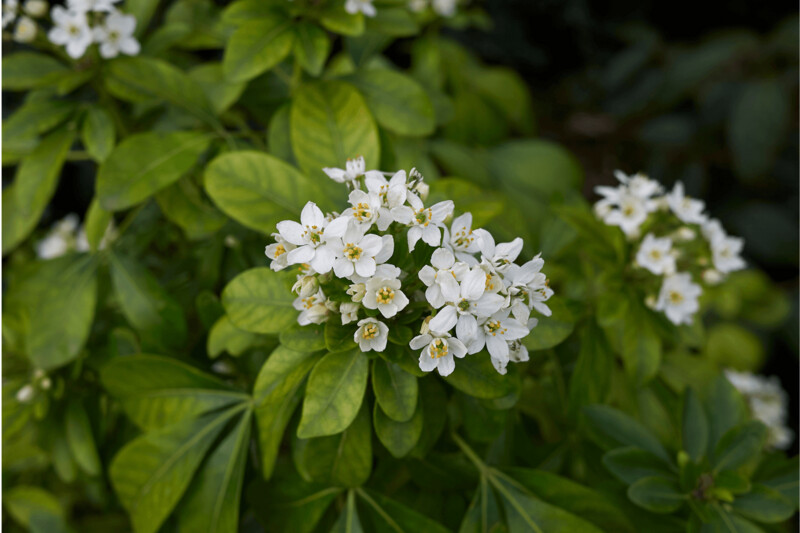 Choisya Ternata (Mexican Orange Blossom) 6L