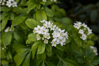 Choisya Ternata (Mexican Orange Blossom) 6L